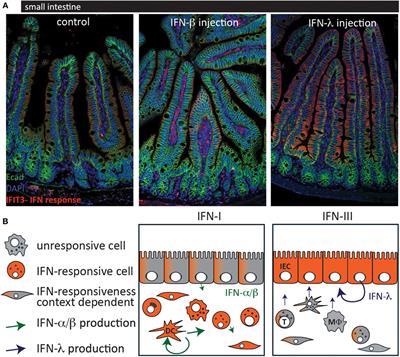 Type I and III Interferon in the Gut: Tight Balance between Host Protection and Immunopathology